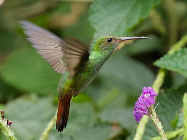 <h3><a href="/trips/costa-rica/biota/animalia/chordata/aves/033 apodiformes/004 trochilidae/amazilia tzacatl/amazilia tzacatl-nl.html">Amazilia&nbsp;tzacatl</a> / Rufous‑tailed&nbsp;hummingbird / Roodstaartamazilia</h3>OM-1 Mark II met OLYMPUS M.150-400mm F4.5, 1/2000 sec  bij F4.5, ISO 5000, afstand 5.52&nbsp;m
